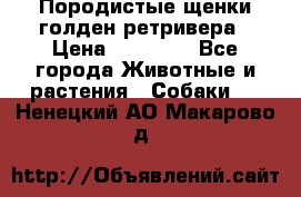 Породистые щенки голден ретривера › Цена ­ 25 000 - Все города Животные и растения » Собаки   . Ненецкий АО,Макарово д.